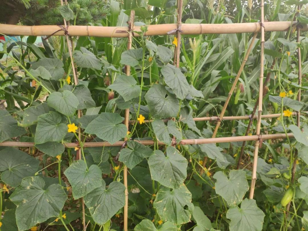 在家里种植黄瓜时要记得在卷须出现的时候就把竹竿立上去绑蔓.