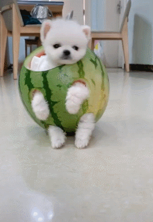 2badef6403dd4c47bee264c835e21cfa.gif