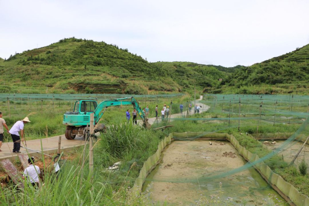 取缔牛蛙养殖守护绿水青山