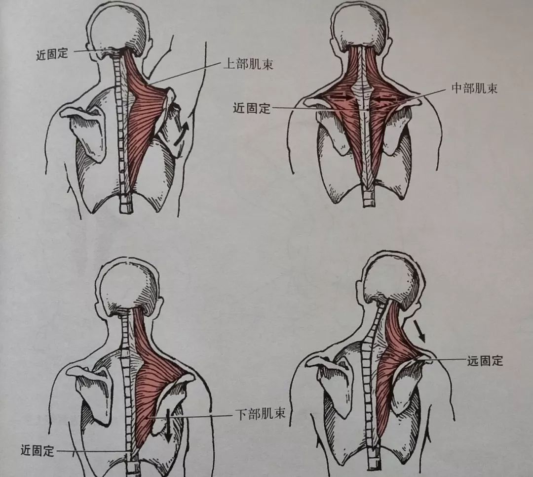 下部肌束收缩,使肩胛骨下降,后缩,上回旋.中不肌束收缩,使肩胛骨后缩.