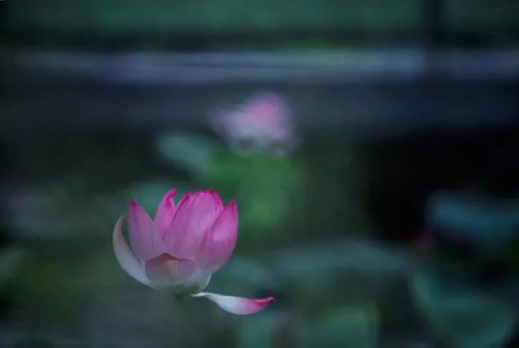 花飞花舞简谱_花舞简谱