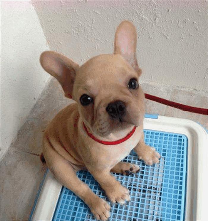 怎么教狗狗上厕所的视频 40427ef6f8bd41e78d23874685e08c53.jpeg