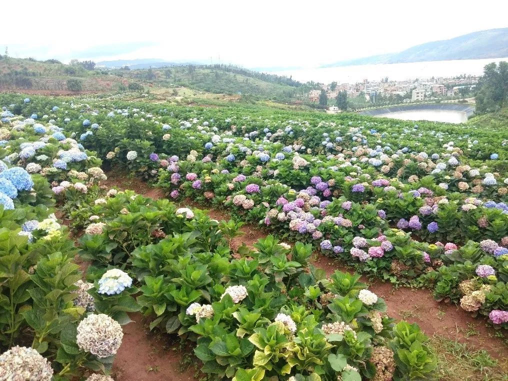 该基地是中国唯一种植南半球木本花卉的植物的地区.