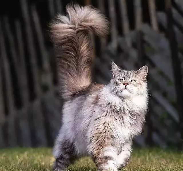 这只猫不仅浑身披满长毛而且身后的尾巴还会开花