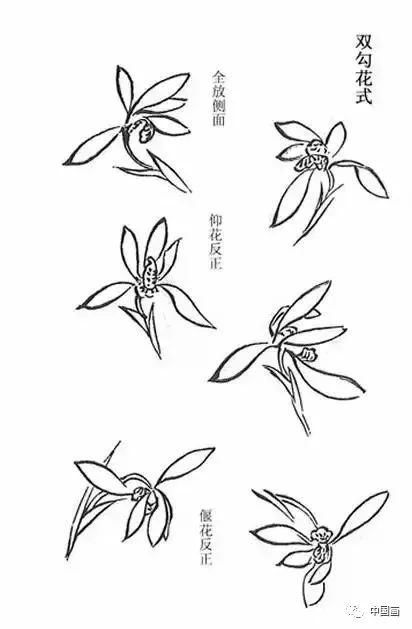 兰花如何画 509549d43ccb4349a696fd4218cc0b62.jpeg