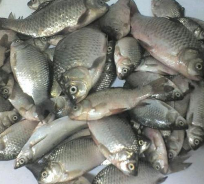 农村人爱吃的小野味,下河就能抓得到,虽然肉比较少,但味道鲜美 澳们金沙网站