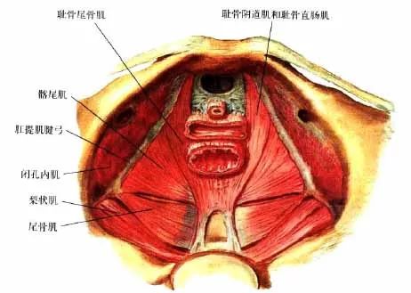 深度解剖骨盆和盆底肌别再说不了解了