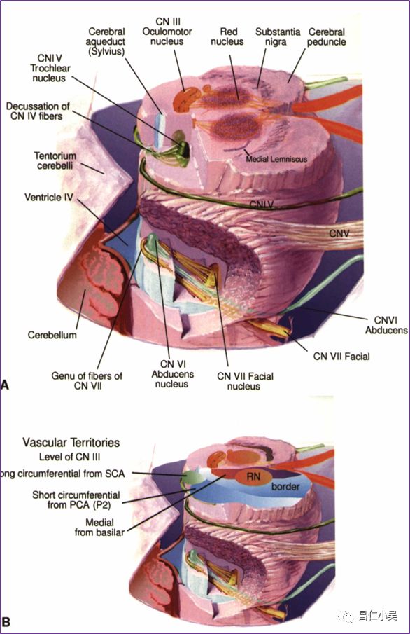 神经解剖| 与眼相关的神经解剖学习笔记