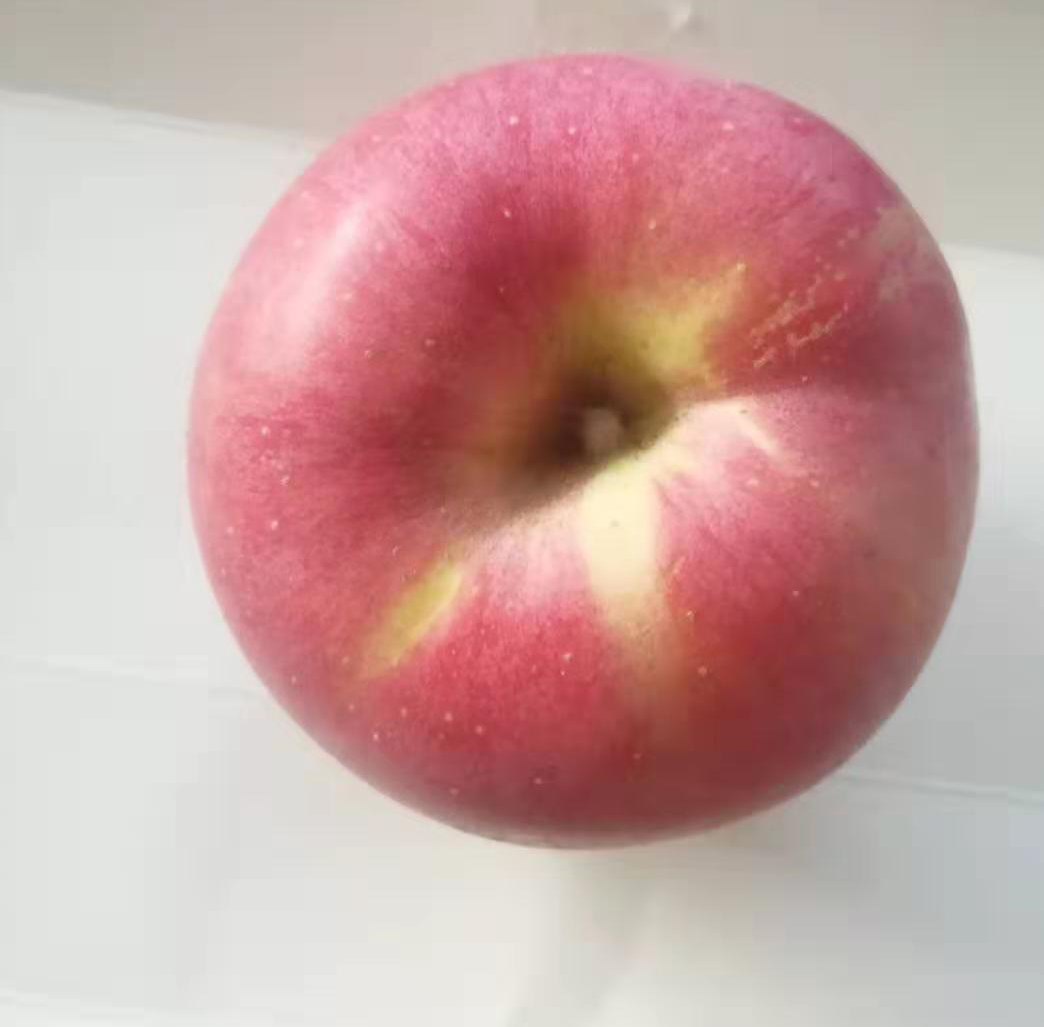 苹果最贵的是什么品种 7070b2d2aea74dbfbd09d87b68685463.png