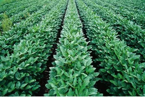 中国为什么进口那么多大豆做什么 7168908f788648bfb3e8479296a852e5.jpeg