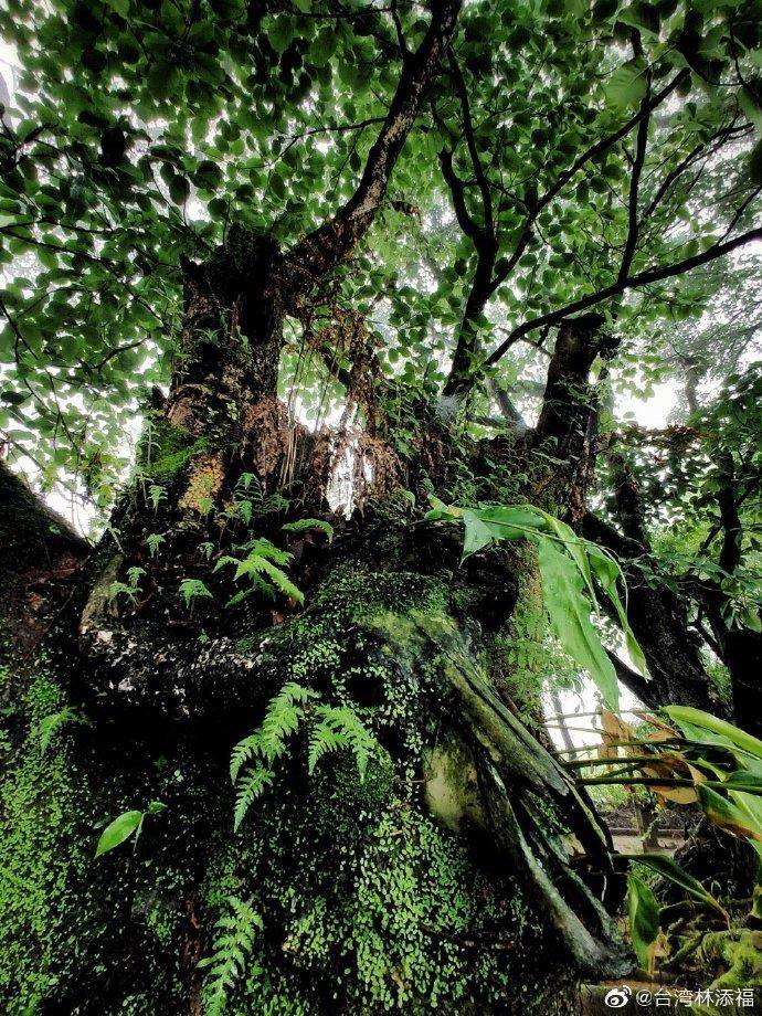 怎么样才能找到雨林 76bbbecd5de140a7827dc73e4ad38b18.jpeg