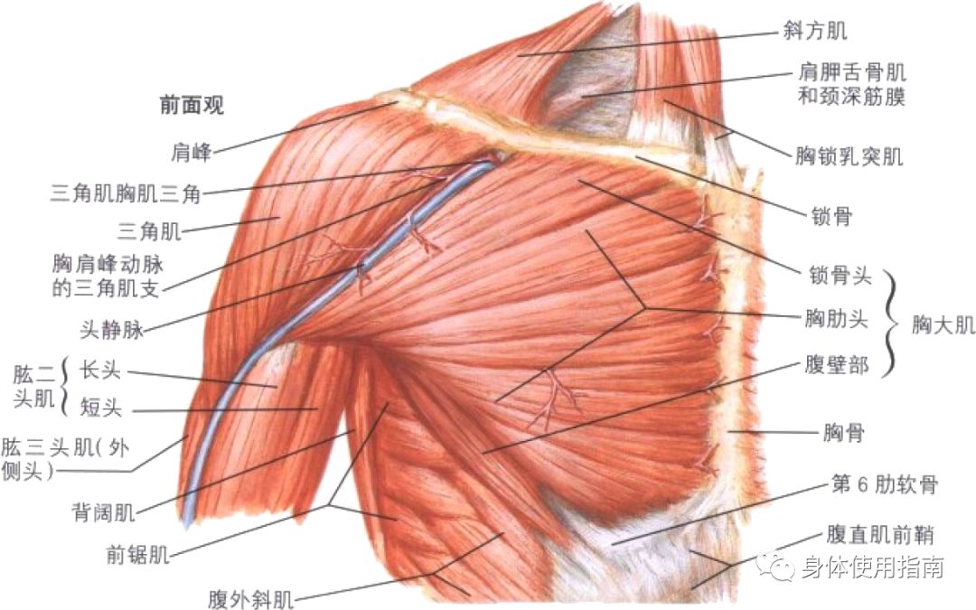 运动解剖学入门丨身体使用指南_肌肉