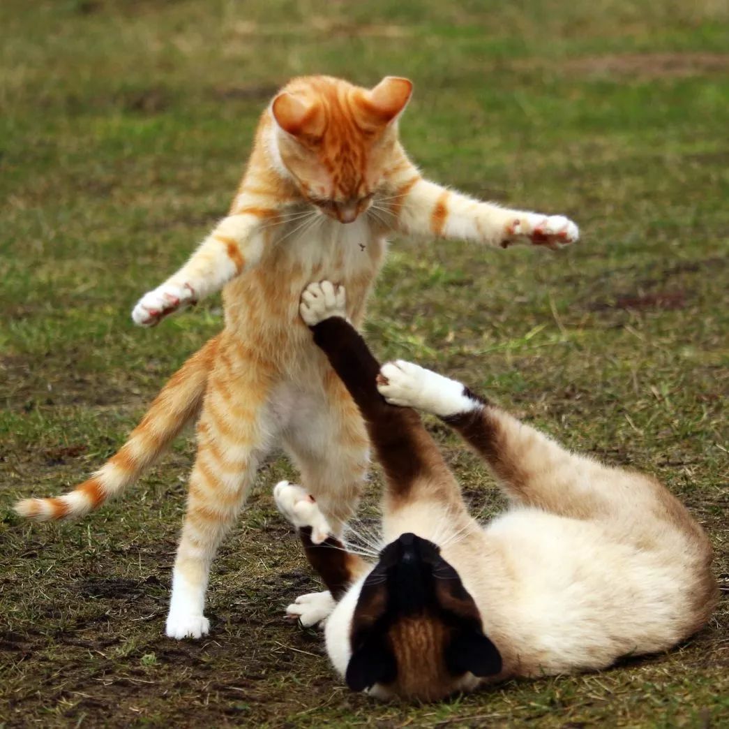 猫咪那些事 | 猫艾滋病