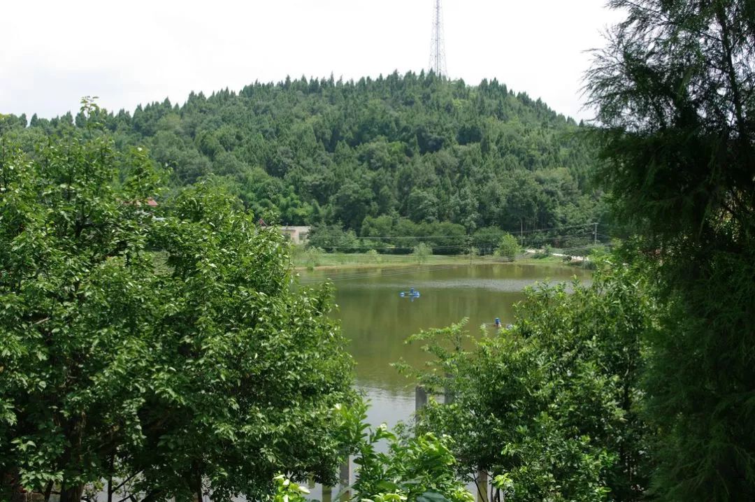 阳光森林农场占地400余亩,位于旌阳区东湖乡新华村16组的山谷之中,山