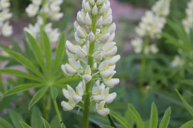 7月14日巨蟹星座花「白色羽扇豆&草夹竹桃」