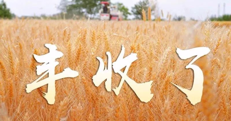 【800扫描】粮满仓!安徽夏粮总产331.4亿斤,全国第三
