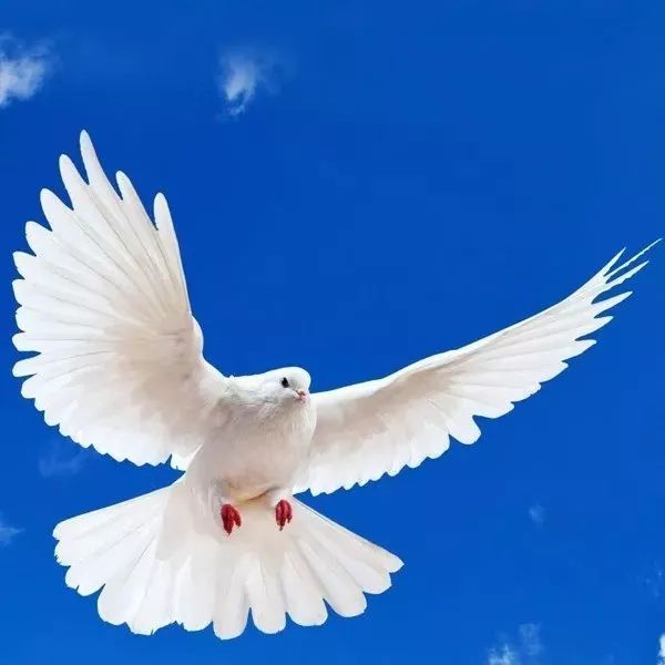 小男孩清唱世界名歌《鸽子》,太传神了~