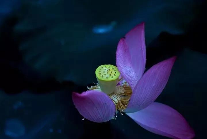 蝶飞花舞简谱_蝶飞花舞图片