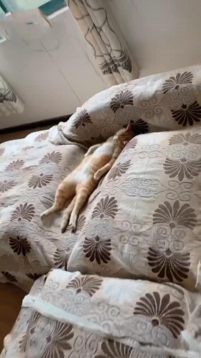 结果当我刚走到沙发旁边的时候,只见这猫躺在沙发上睡觉,按道理这也