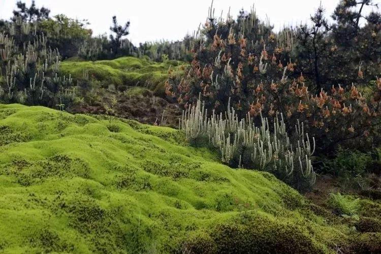 【传奇户外旅游】7月21号张思古村落,天然氧吧