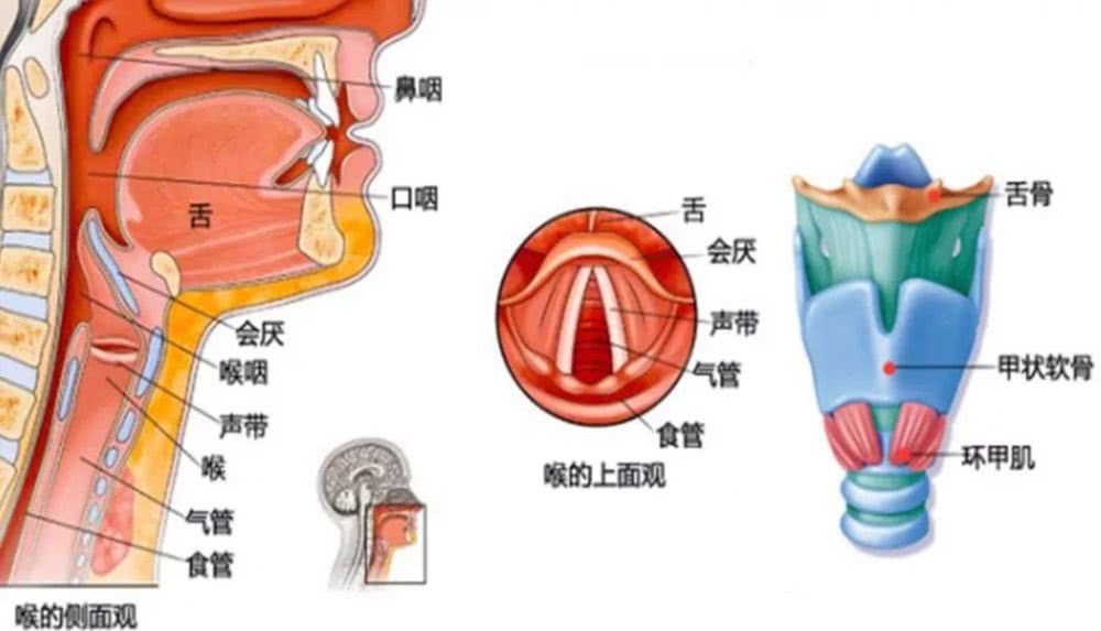 练腰腹练四肢,却唯独忽略了喉咙肌肉,学会这两个方法受益终身