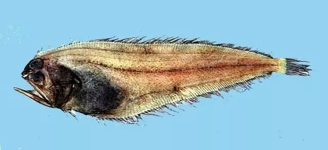 台湾是属于热带吗 d04b399f151b481fa502a06520ea06a5.jpeg