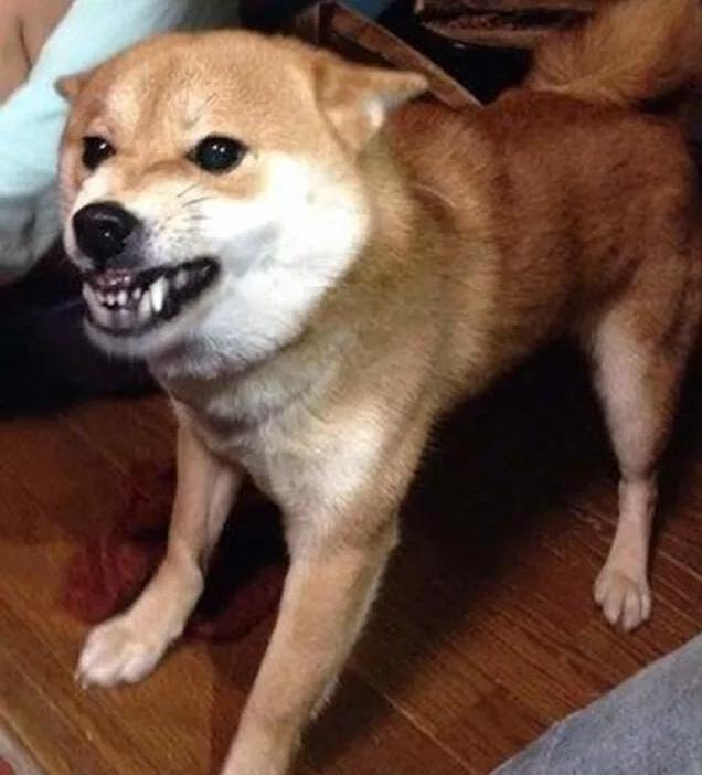 为什么这么多人养柴犬 d23fbc5d84e24666aadeb3ec4816ea16.jpeg