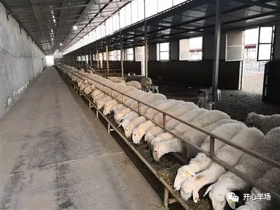 规模化羊场的管理方法,懂得管理养羊才能赚钱