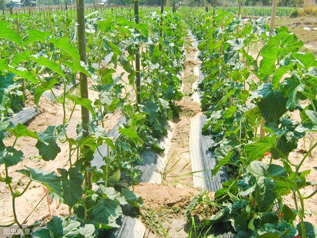 哈密瓜怎么种植成功 e30271cddca44f17a130cc0bf572224d.jpeg