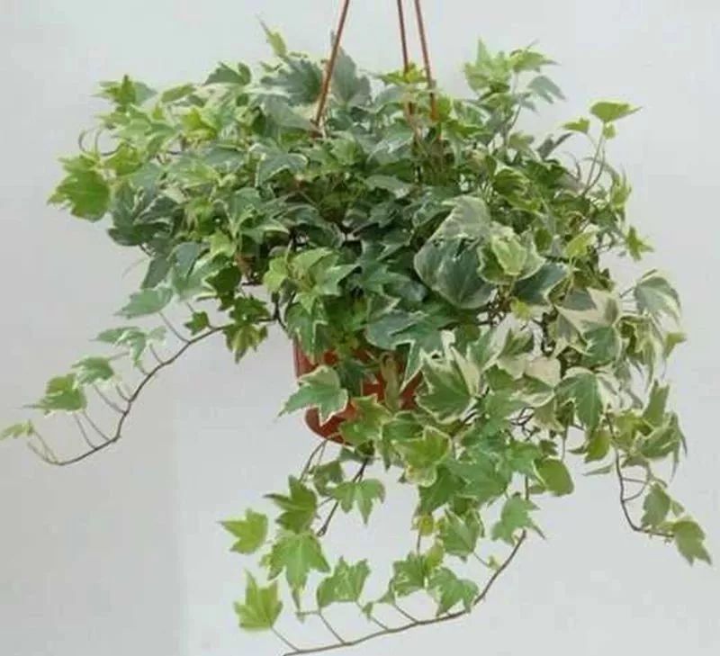 适合家里养的绿植发财树 ece0f8ae0a5d4996b0ad8fc9027aca01.jpeg