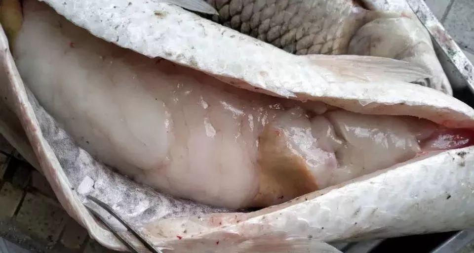 草鱼内脏脂肪严重积累