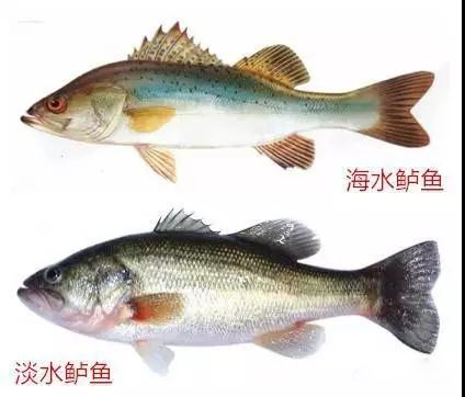 海鲈鱼体型粗而较长,鳞片十分粗糙,一般身长110-120cm,体重15-18kg