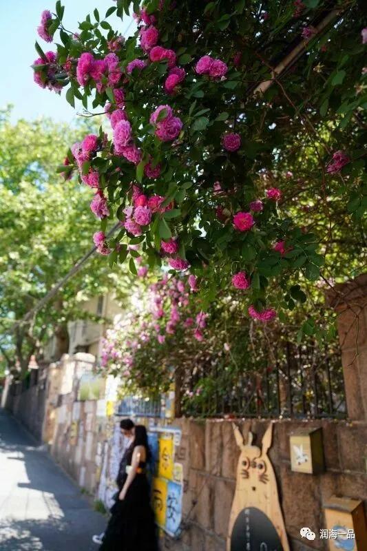 潤海一品：上合青島峰會舉辦地市南區美麗景色 旅遊 第5張