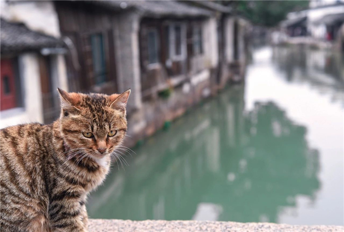 小镇里多的是屋檐,多的是层层叠叠的瓦片,镇子里的猫在屋檐上穿行,有