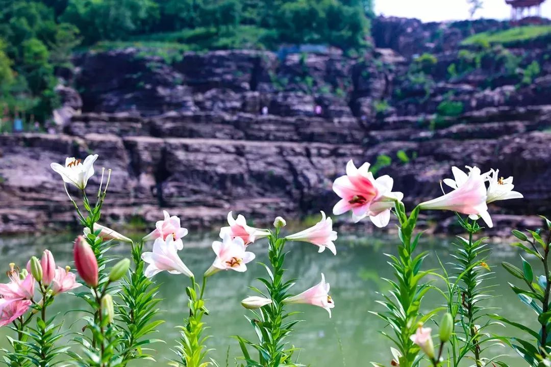 【爱读】《野外的百合花》