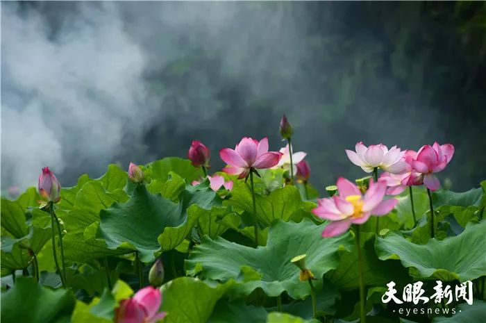 瓮背荷花开,装点了一处绿水青山,美了一片世外桃源,更托起了一群勤劳