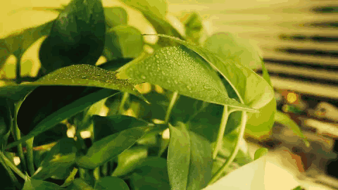 背景 壁纸 绿色 绿叶 树叶 植物 桌面 480_270 gif 动态图 动图