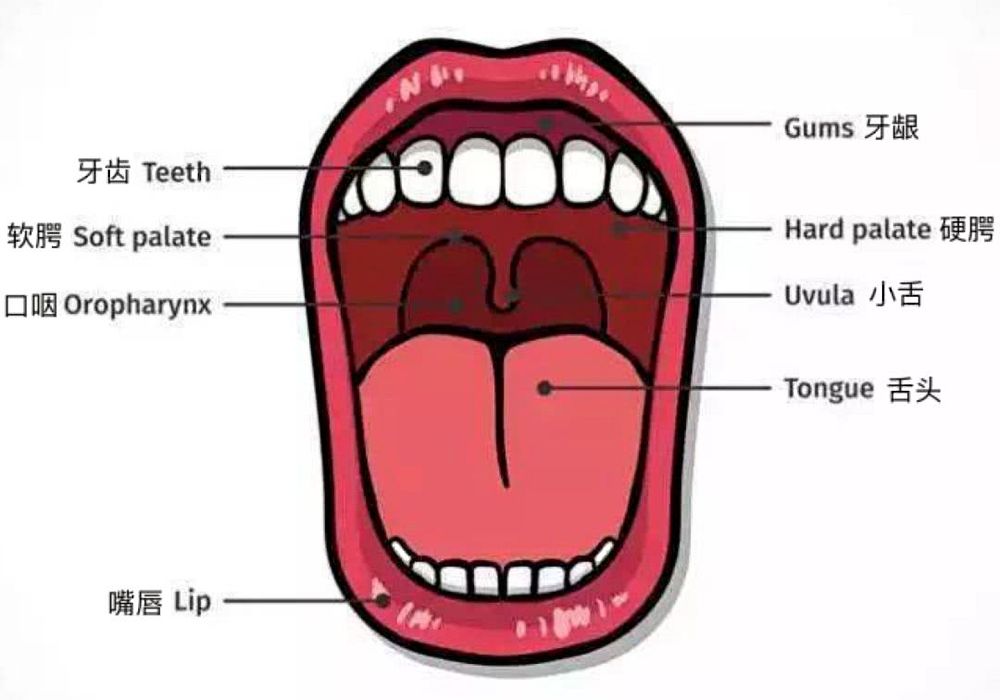 组成:两唇,两颊,硬腭,软腭等构成.