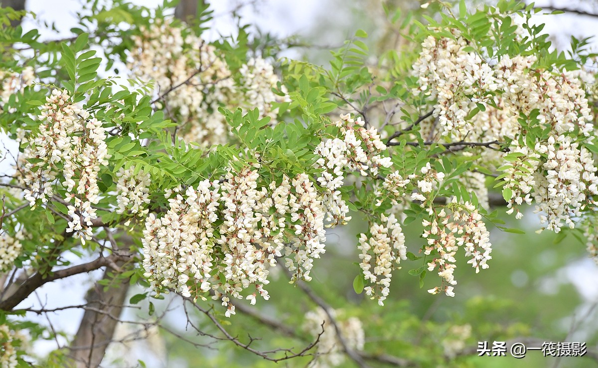 北美寻花之十一刺槐花