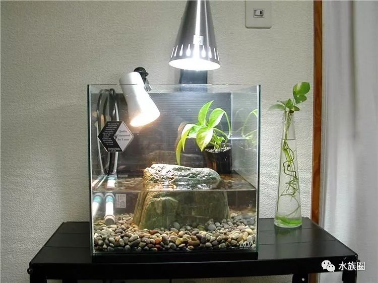 千万不要怀疑,跟着水族圈来看龟龟造景!