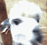 诶~我不给~给我吃一口嘛~像不像在课堂上困到极致,却不能睡觉睡的你?