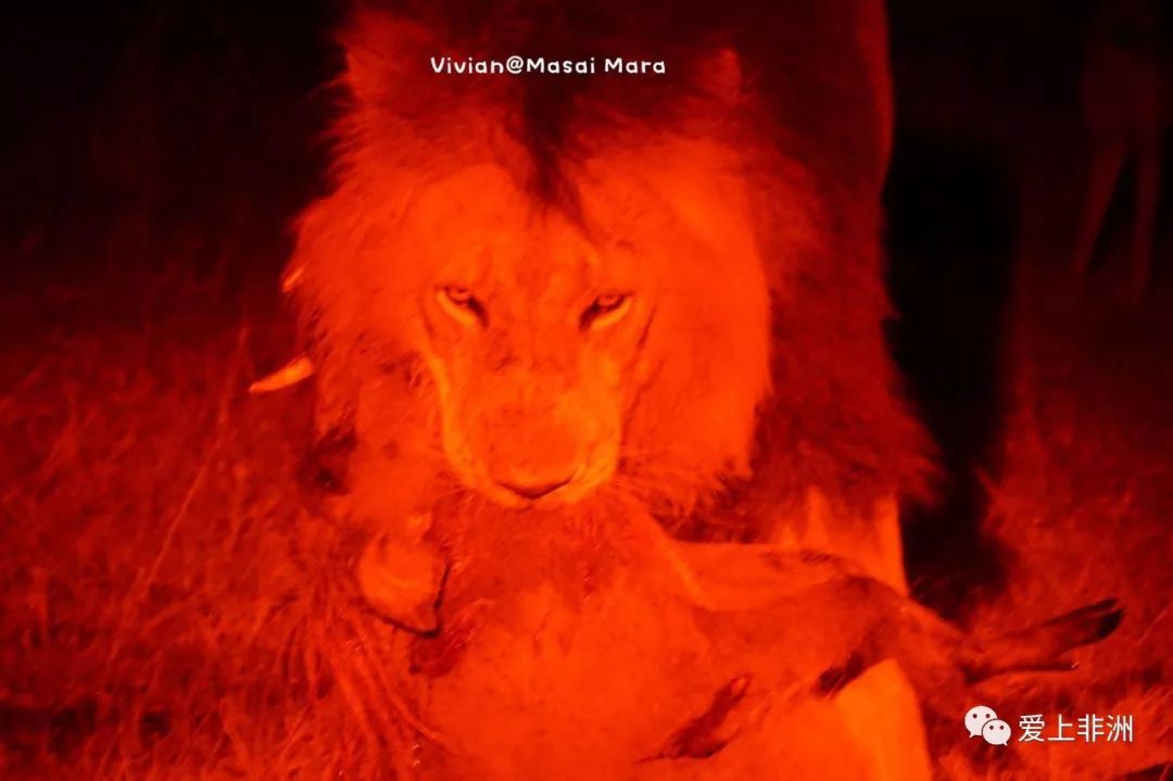 想看真实版《狮子王》?电影院满足不了你