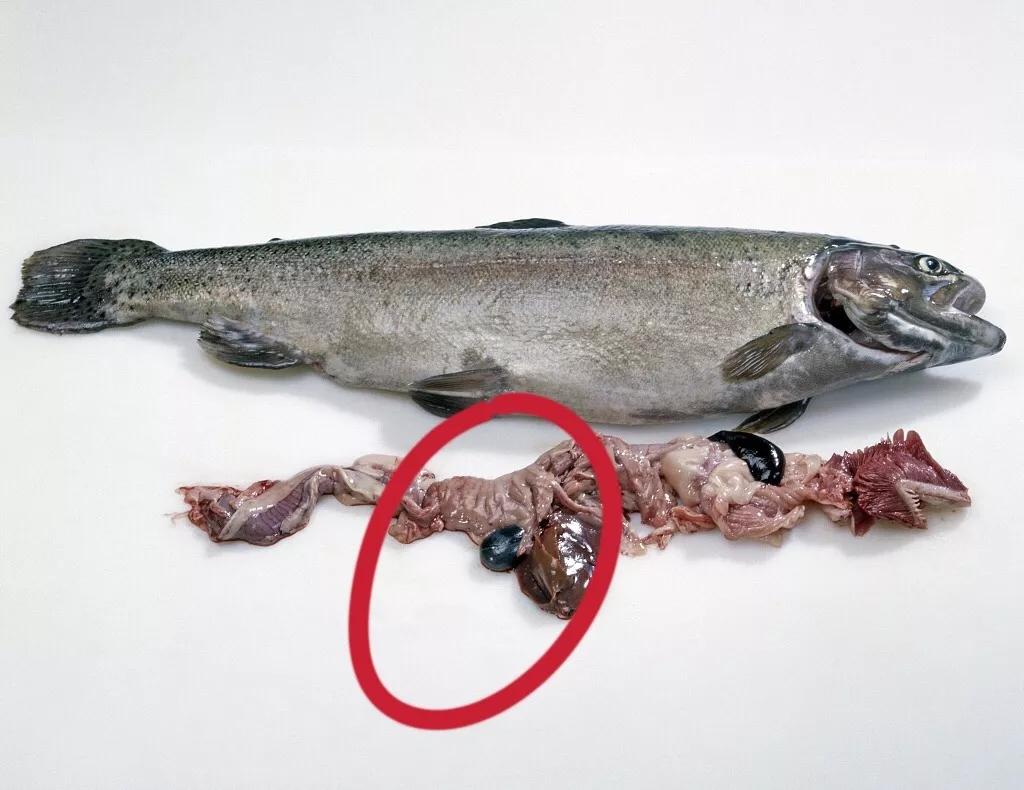 新鲜鱼胆含有一种具有极强毒性的蛋白质分解产物,即胆汁毒素,不易被