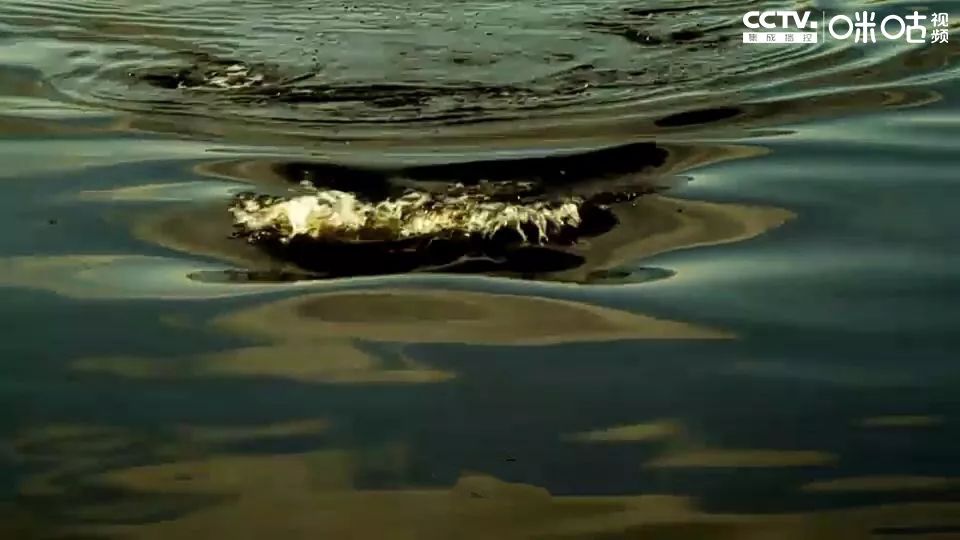 《万鳄深渊》:沼泽内命案频发,深渊巨鳄重回人