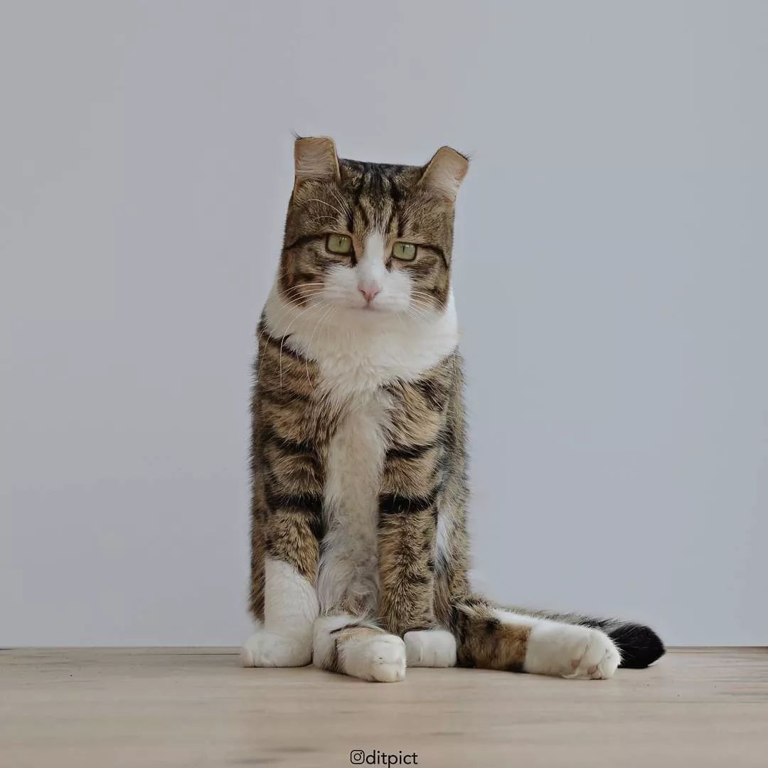 方猫了解一下了