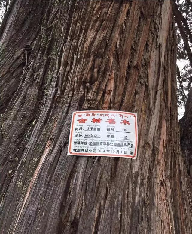 百香籽的本尊原来是这样?农村到处都是?
