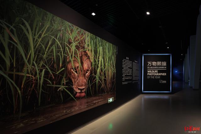 神奇动物在这里!全球顶级野生动物摄影展登陆成都博物馆 申搏sunbet7.1.2