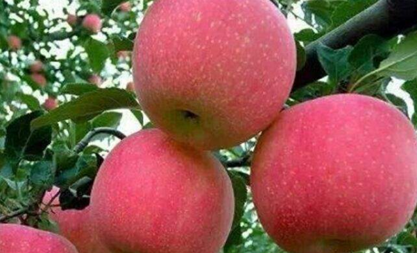 苹果能和鸡蛋一起煮粥吗 5abdfb5763be4410a7dd7ea4216bbb01.png