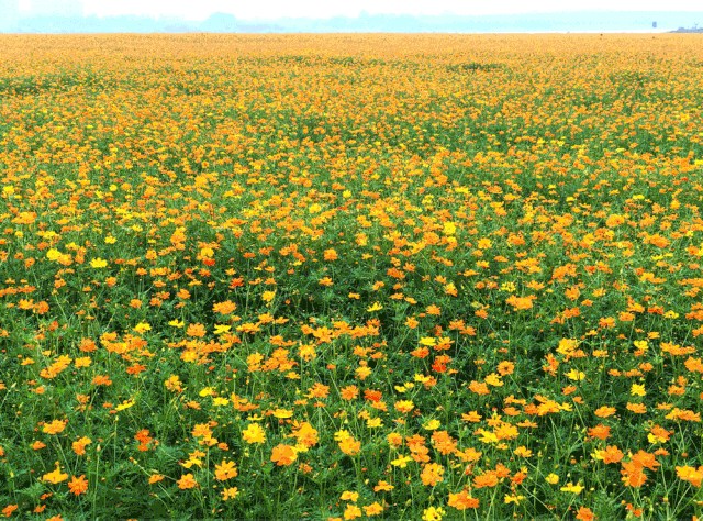 壁纸 成片种植 风景 花 植物 种植基地 桌面 640_474 gif 动态图