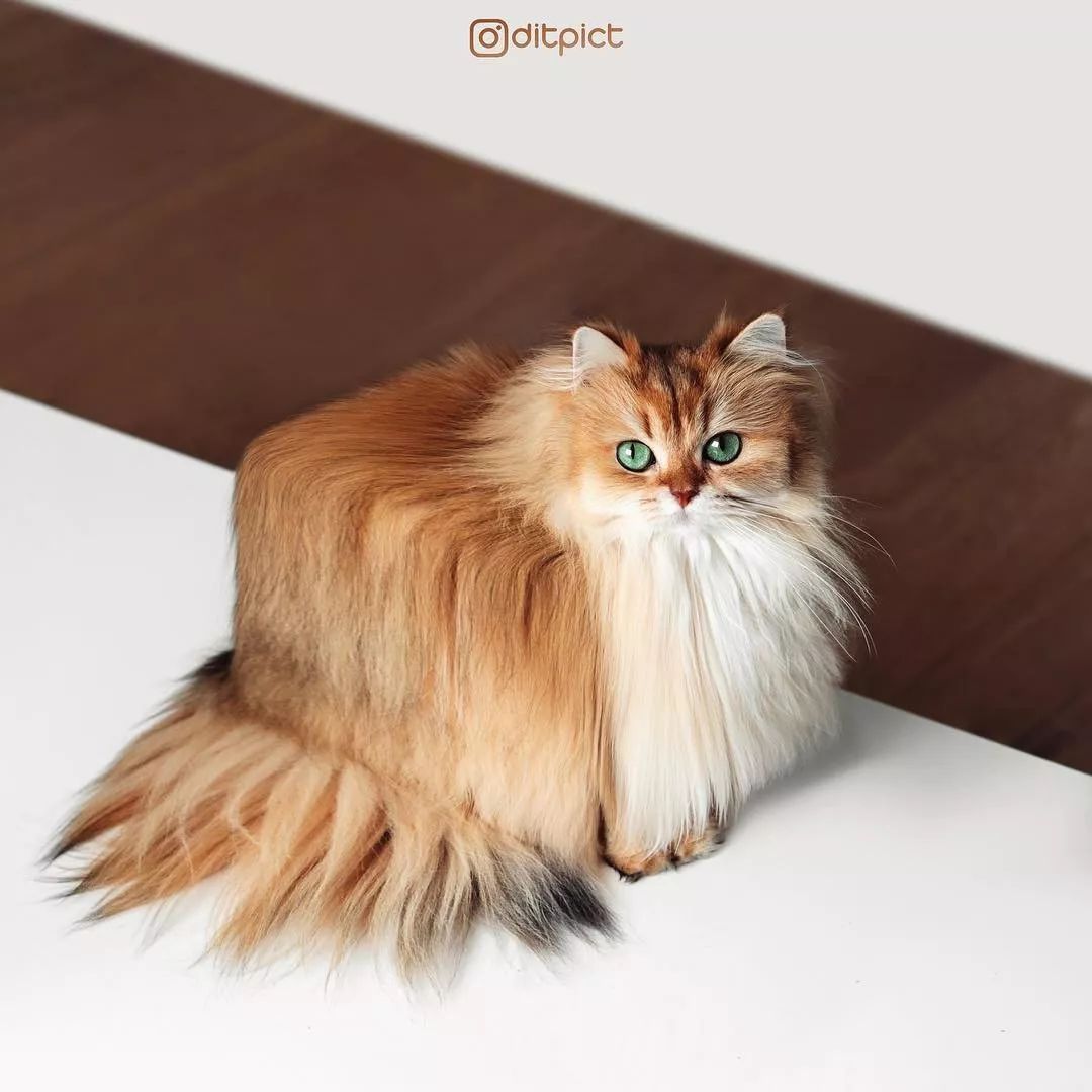方猫了解一下了